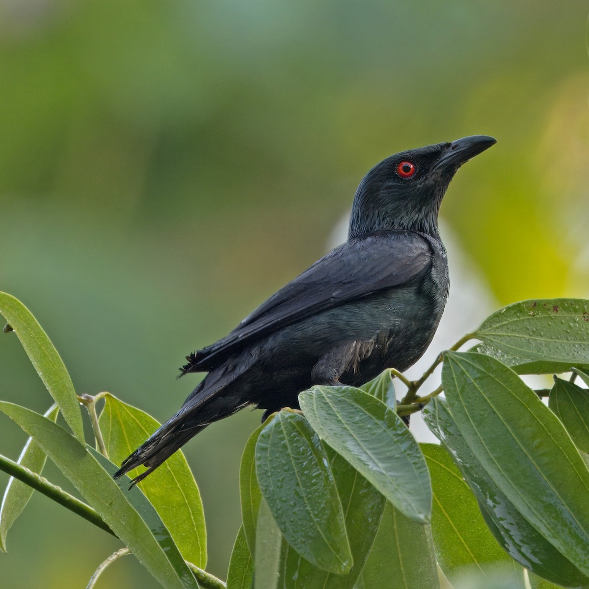 Asian Glossy Starling - ML620438649