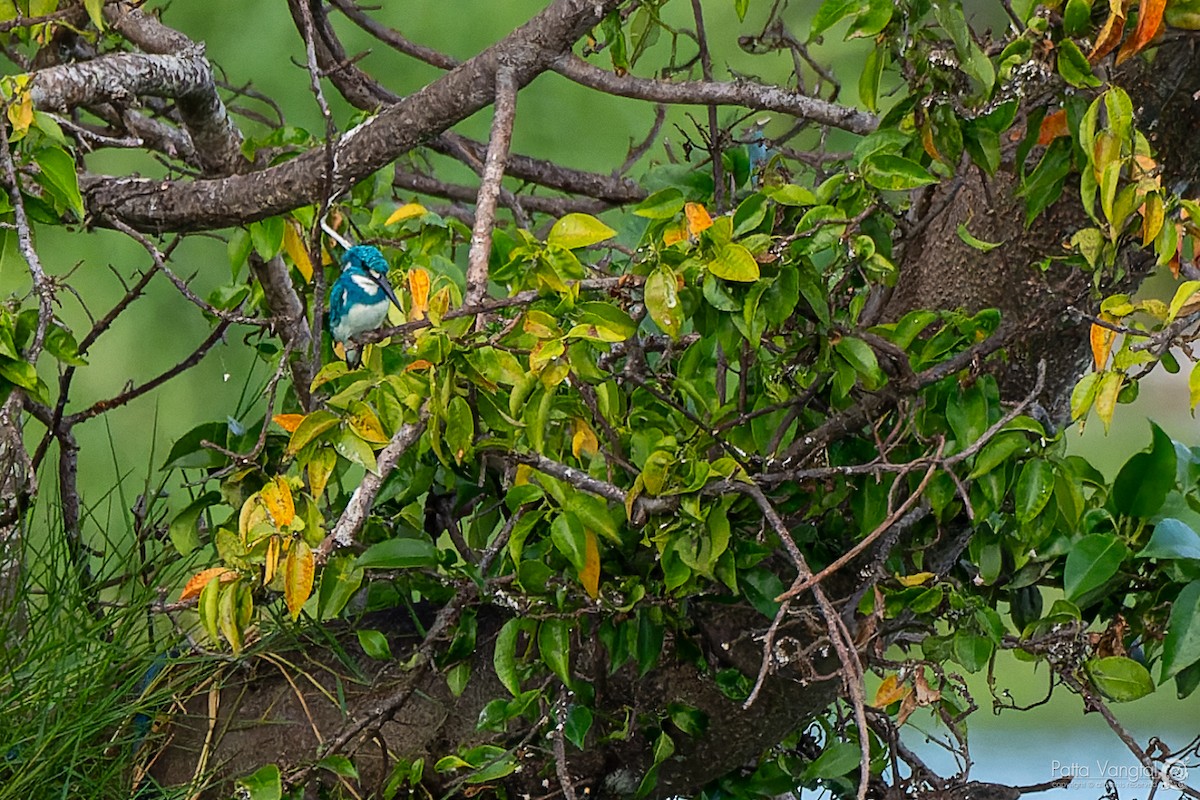 Small Blue Kingfisher - ML620438651