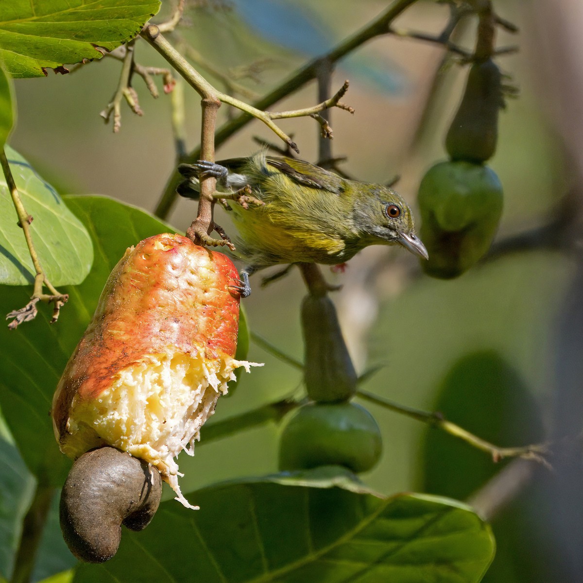 Crimson-breasted Flowerpecker - ML620438653