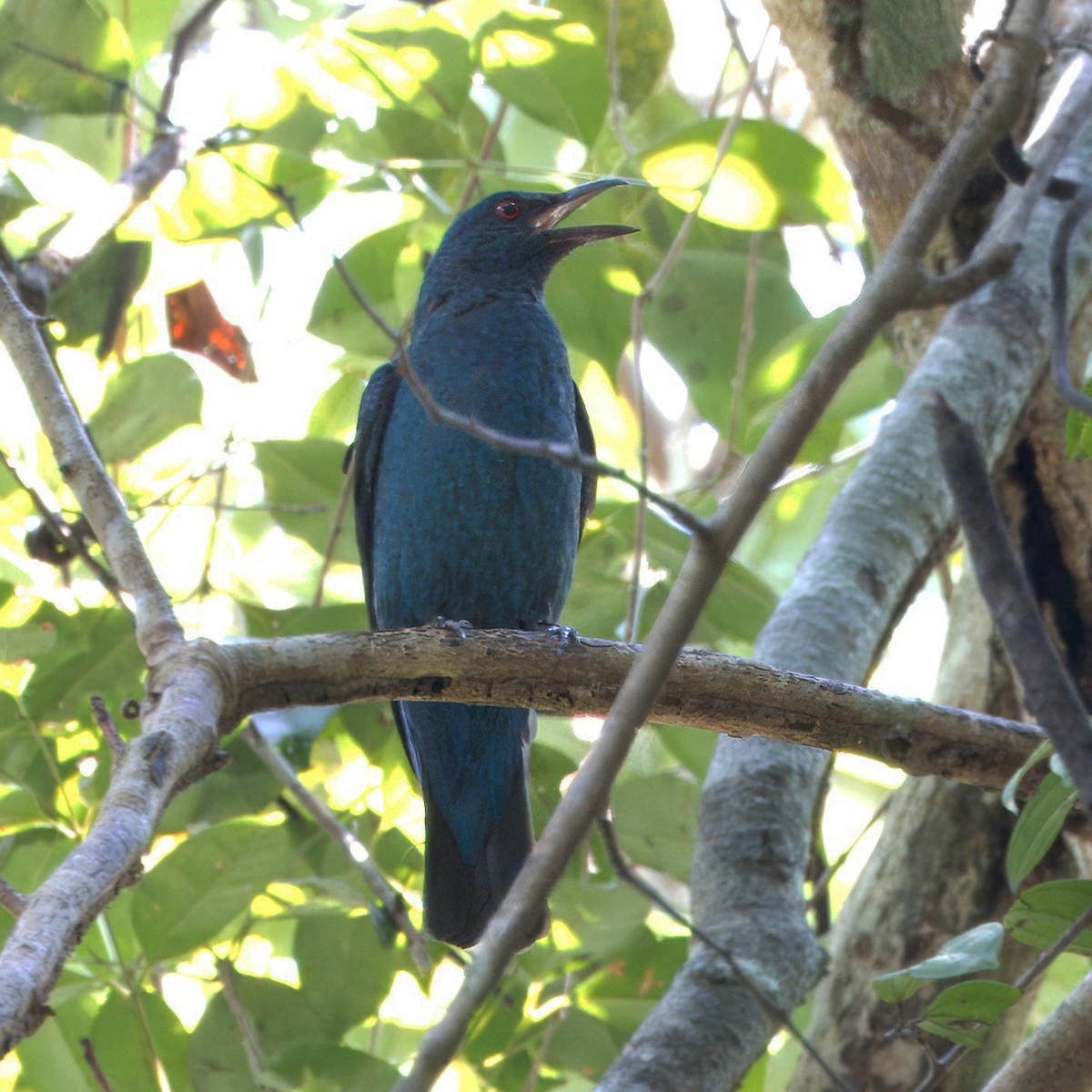 Asian Fairy-bluebird - ML620438656