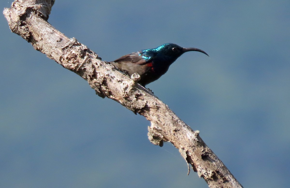 Loten's Sunbird - ML620438658