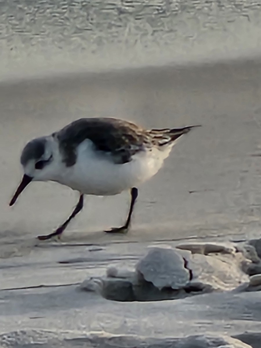 Bécasseau sanderling - ML620438661