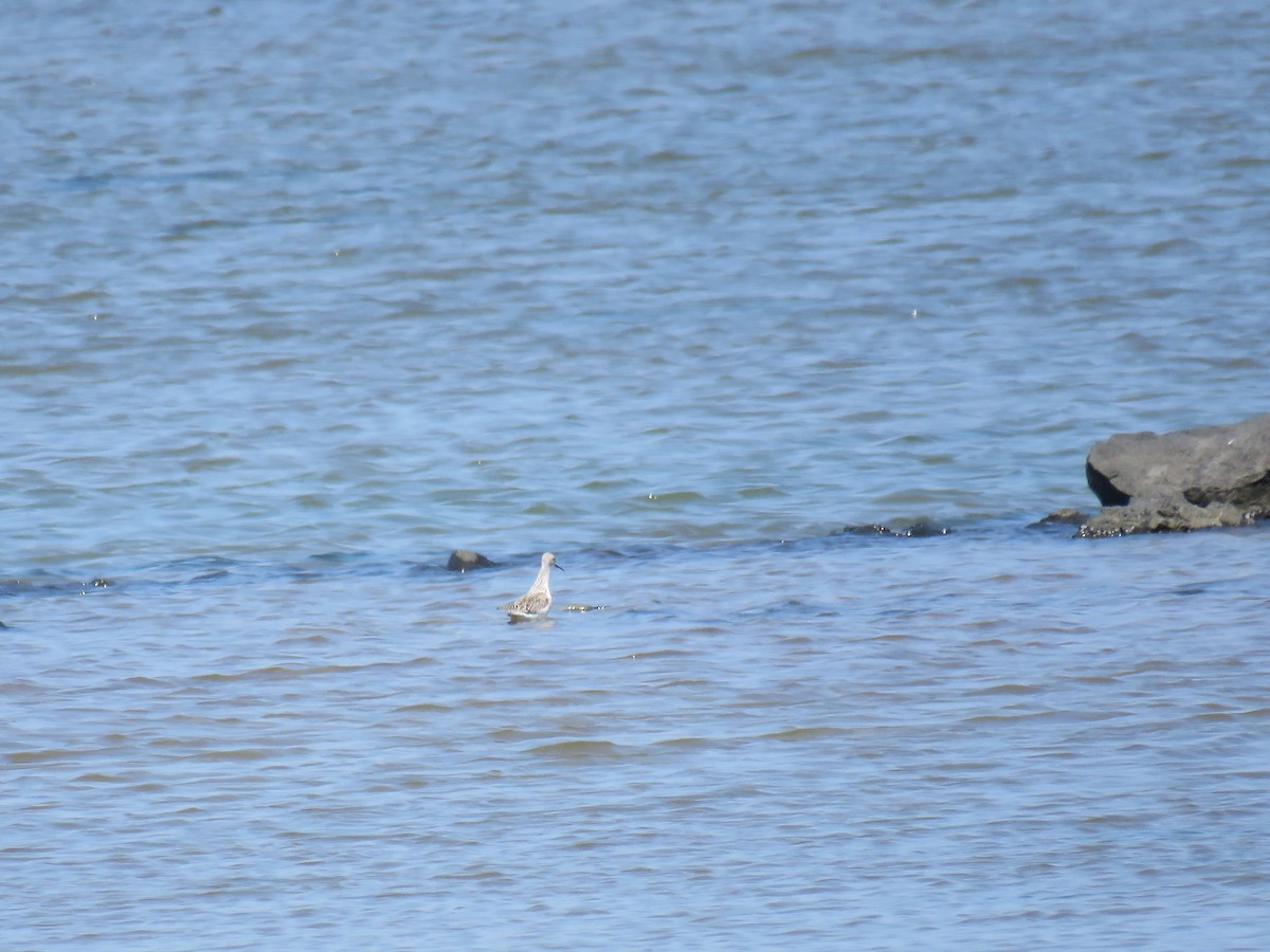 Marsh Sandpiper - ML620438662