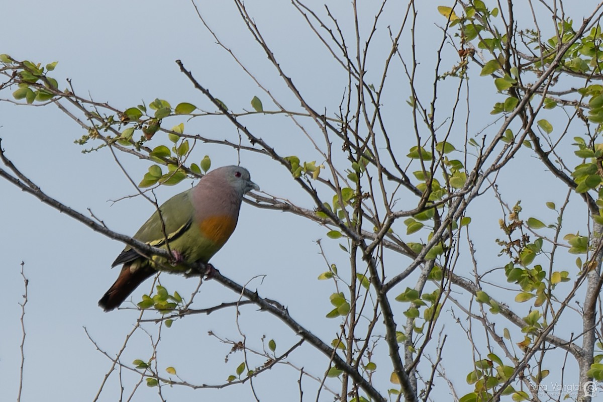 Pink-necked Green-Pigeon - ML620438664