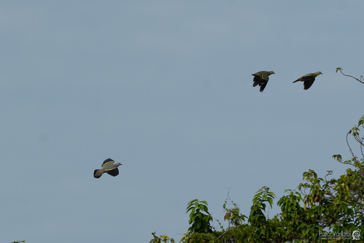 Pink-necked Green-Pigeon - ML620438665