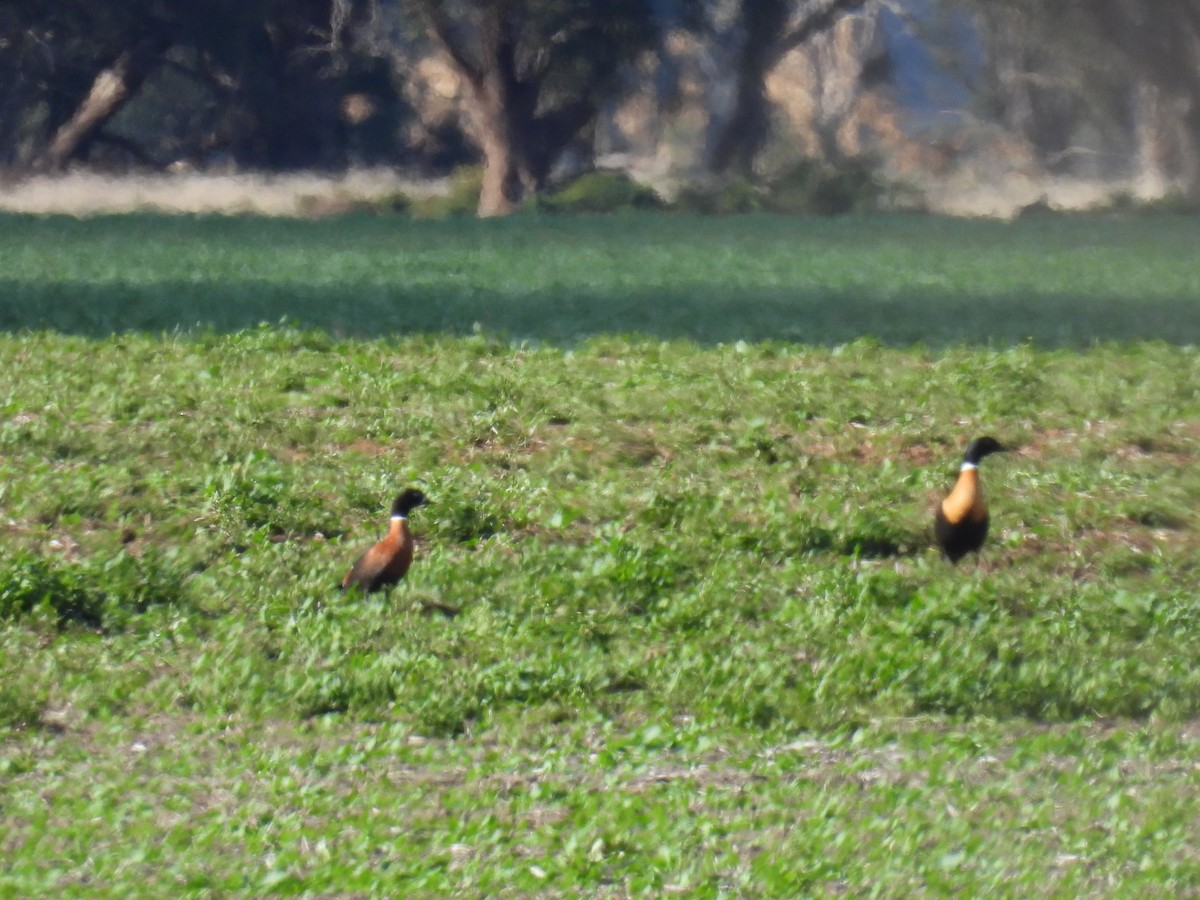 Australian Shelduck - ML620438666