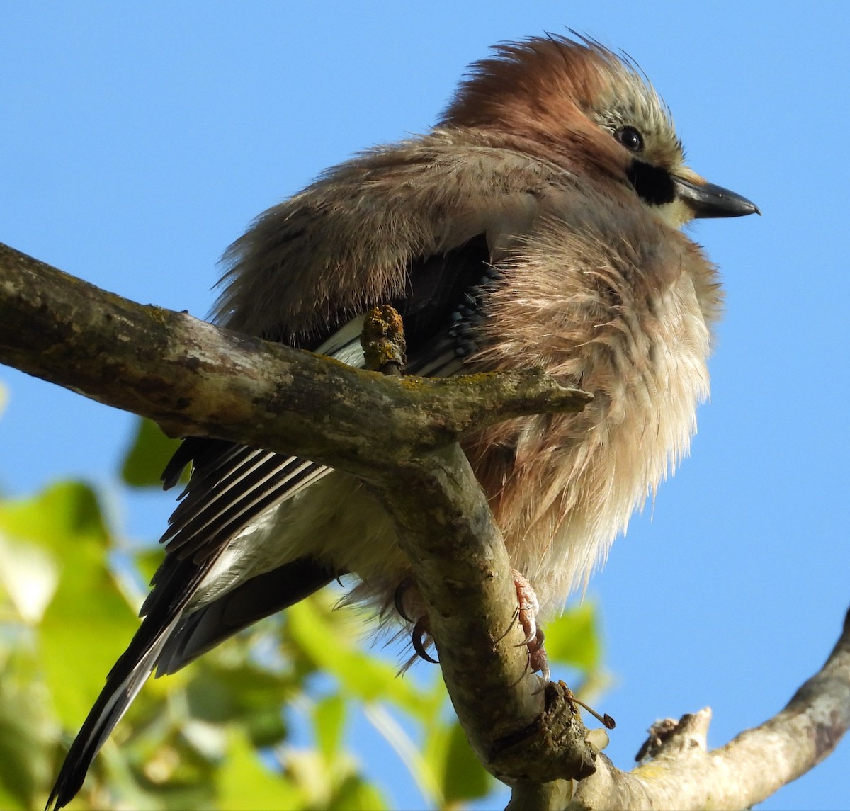 Eurasian Jay - ML620438672