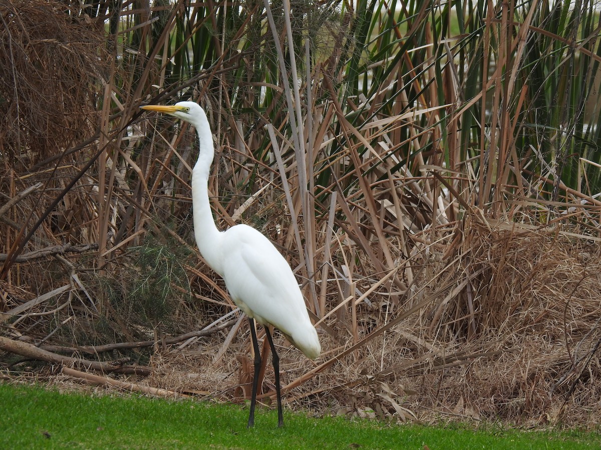 Great Egret - ML620438673