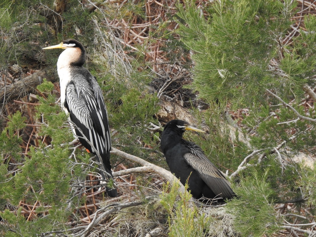 Australasian Darter - ML620438680