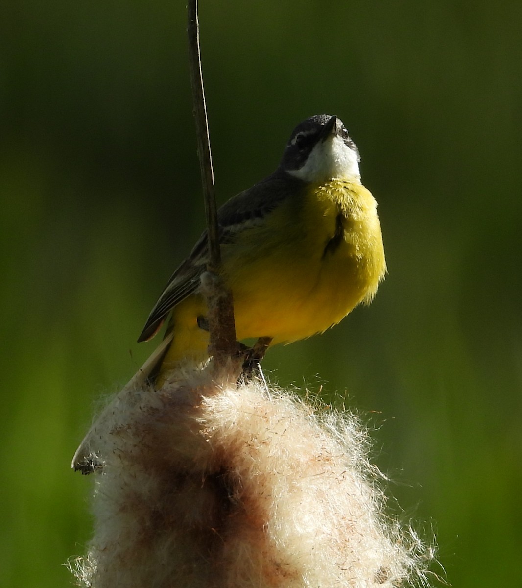 Western Yellow Wagtail - ML620438681