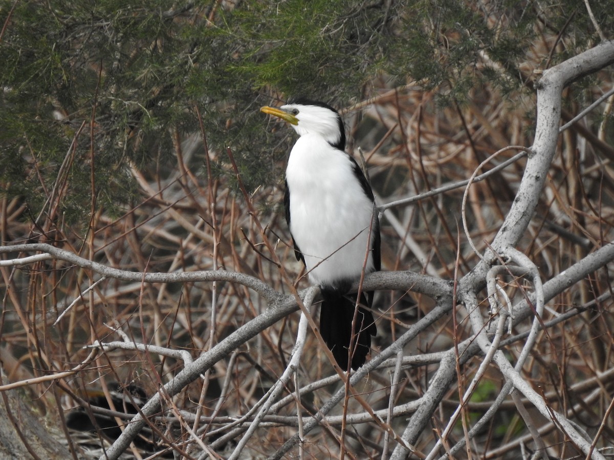 Little Pied Cormorant - ML620438688