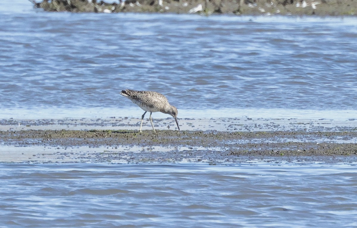 Willet - ML620438689