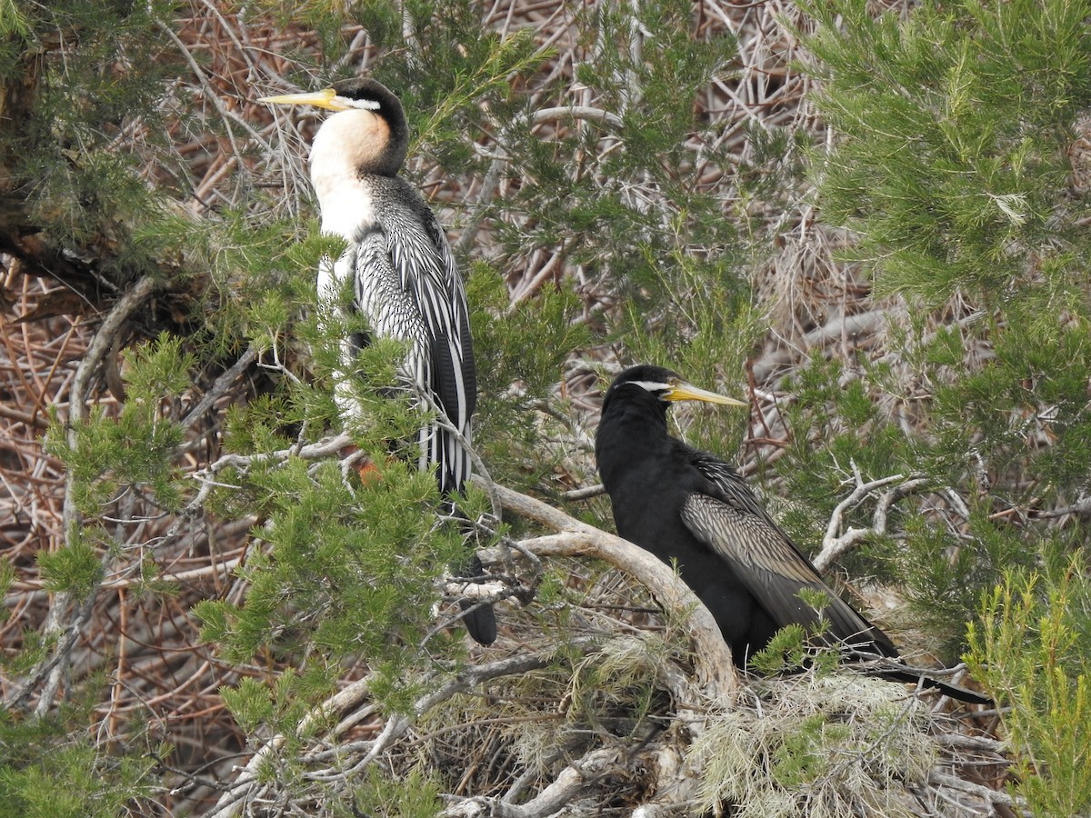 Australasian Darter - ML620438691