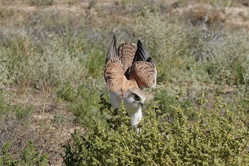 Brown Falcon - ML620438695