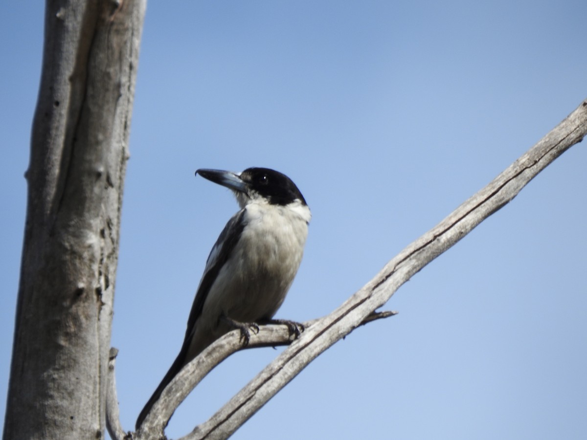 Gray Butcherbird - ML620438697