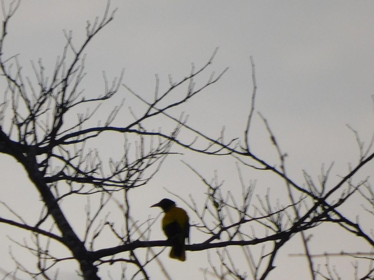 Black-hooded Oriole - ML620438701