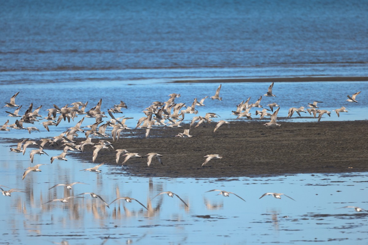 Bar-tailed Godwit - ML620438707