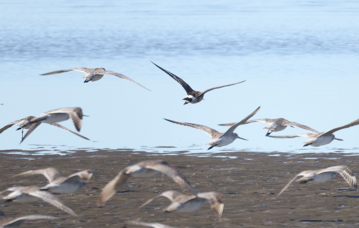 Hudsonian Godwit - ML620438708