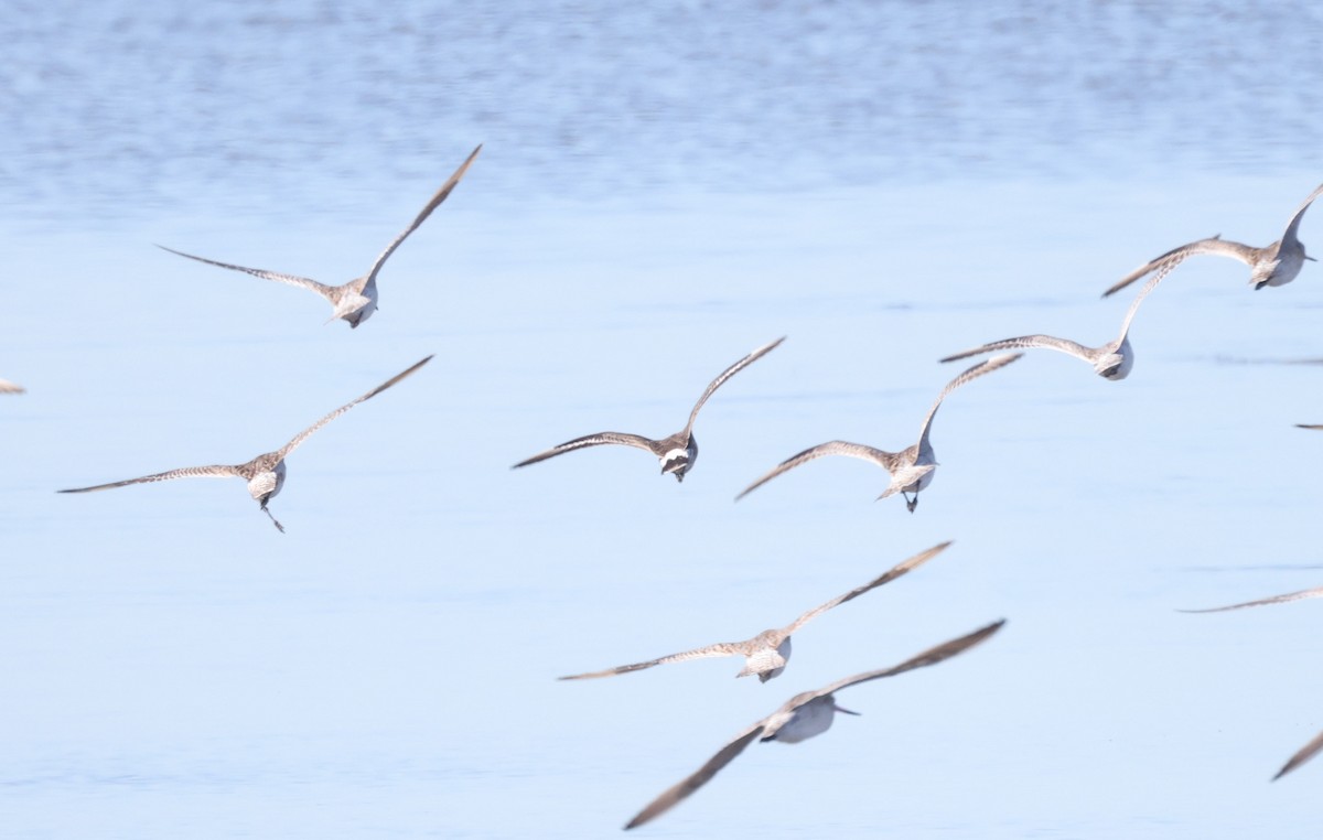 Hudsonian Godwit - ML620438709