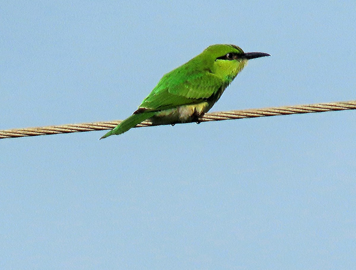 Asian Green Bee-eater - ML620438711