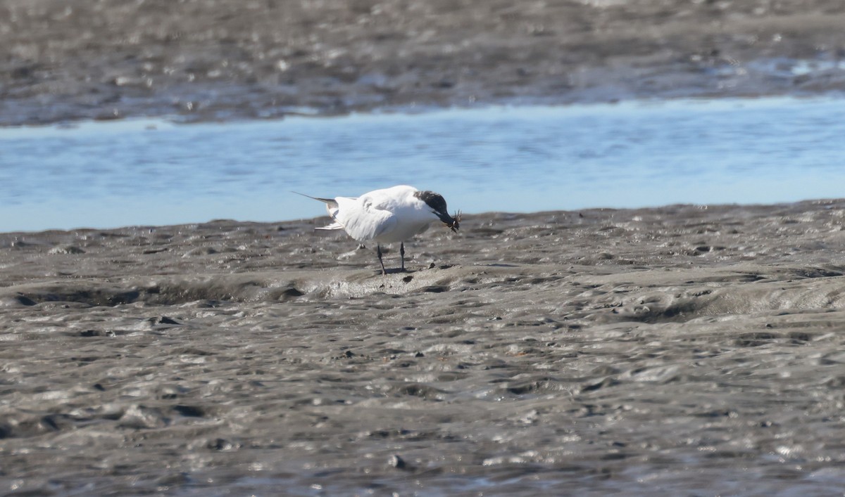 Australian Tern - ML620438712