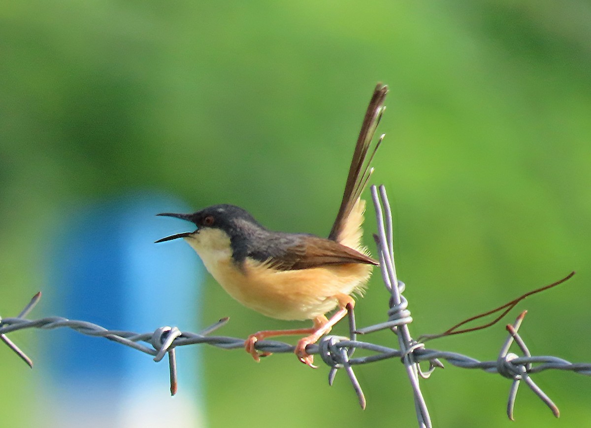 Prinia Cenicienta - ML620438719