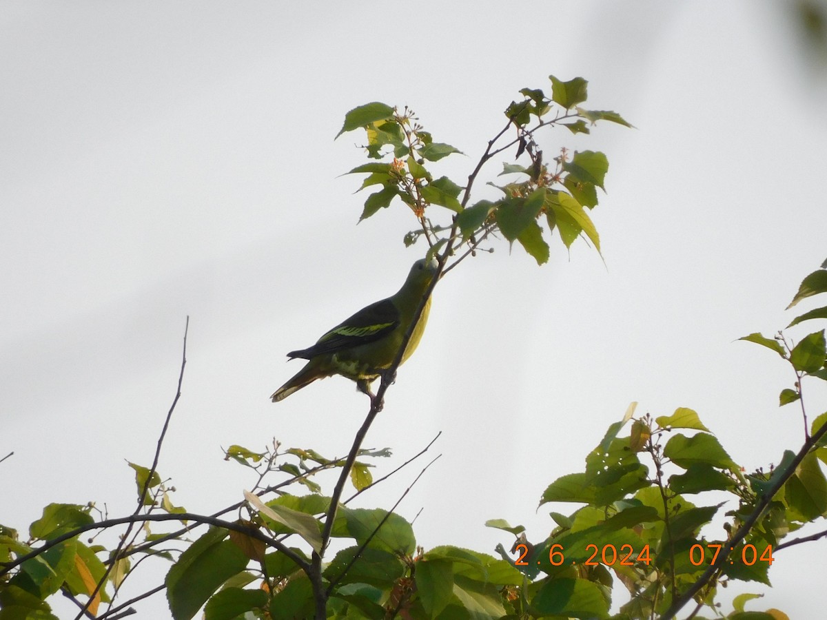 Gray-fronted Green-Pigeon - ML620438721