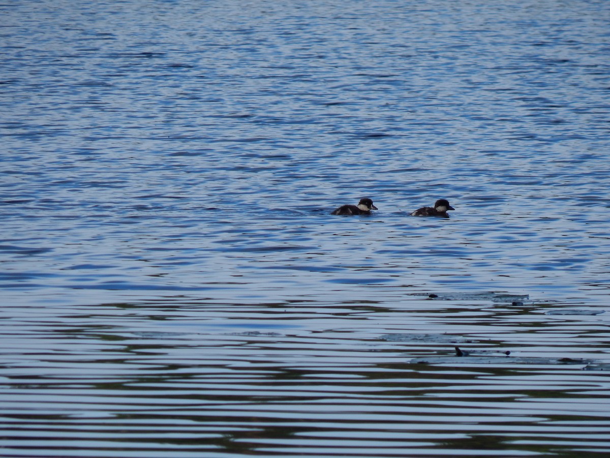 Common Goldeneye - ML620438725