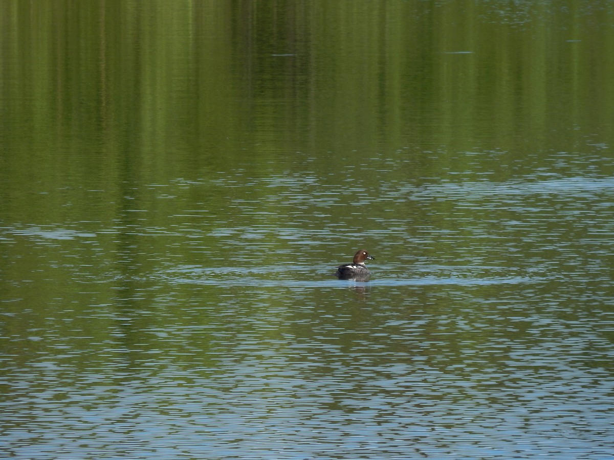 Common Goldeneye - ML620438728