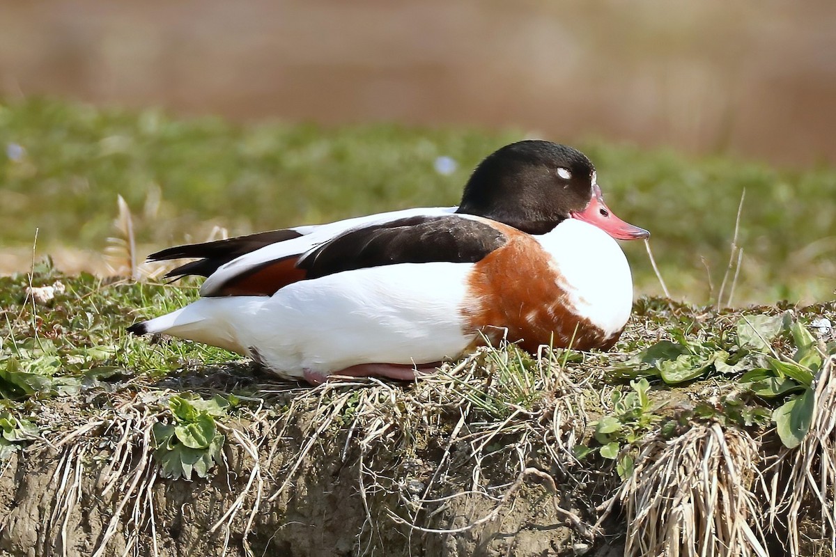 Common Shelduck - ML620438737