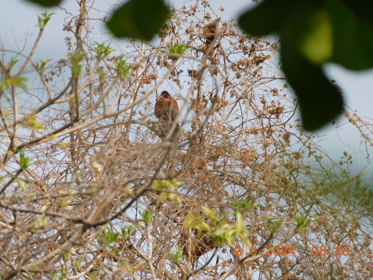 Greater Coucal - Sushant Pawar