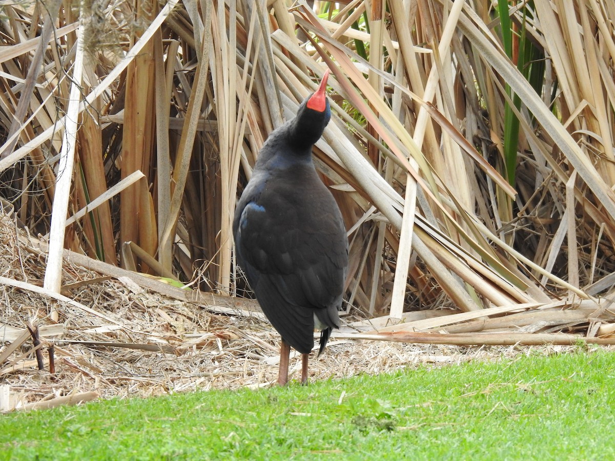 Australasian Swamphen - ML620438741