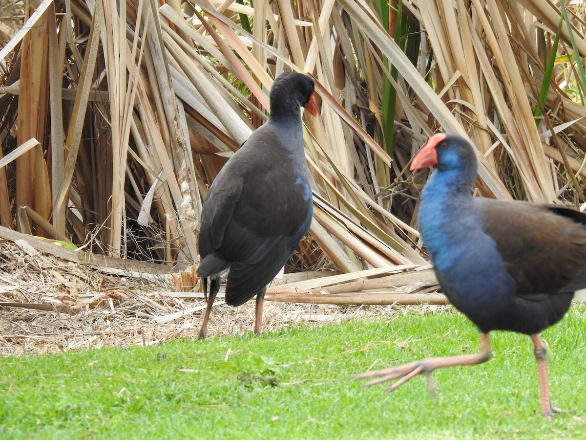 Australasian Swamphen - ML620438742