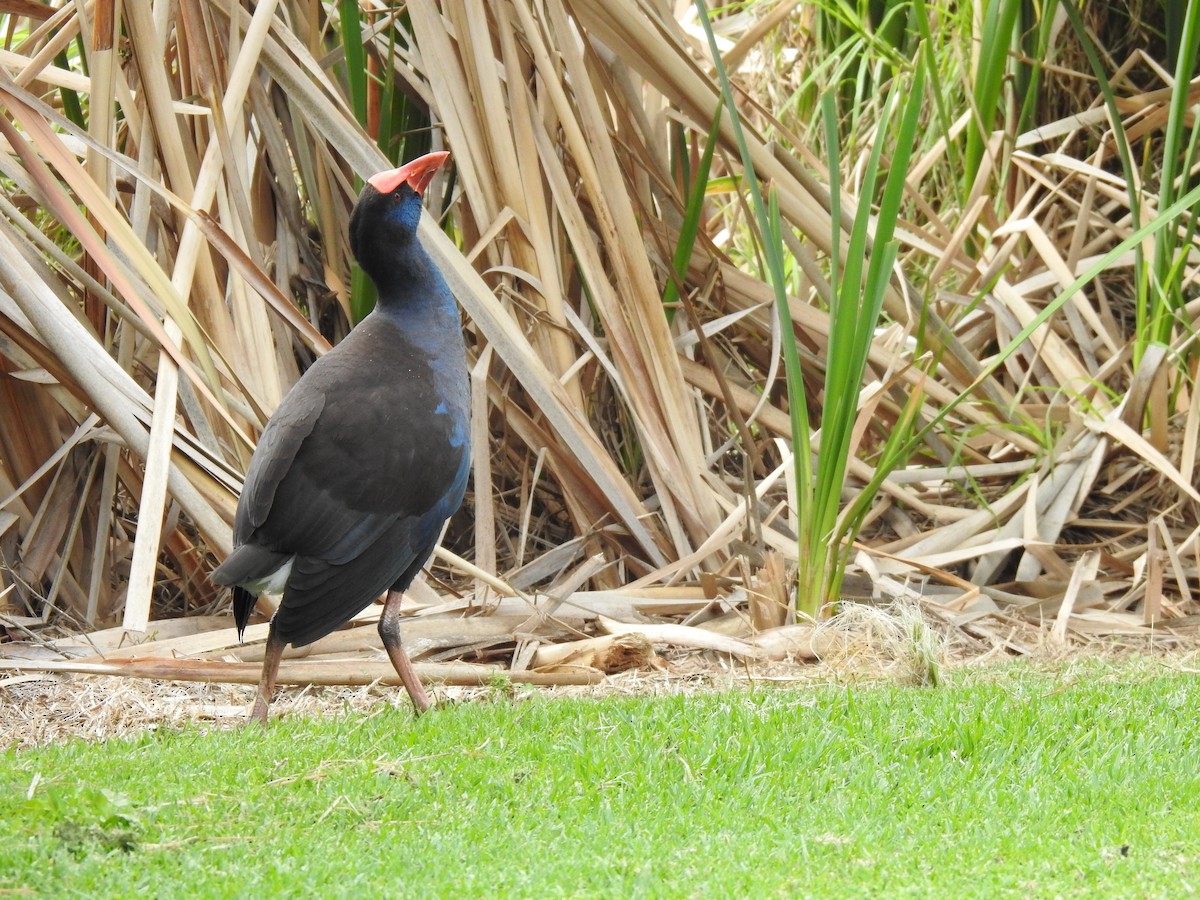 Australasian Swamphen - ML620438743