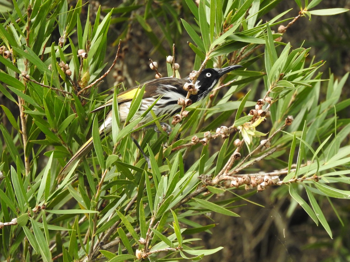 New Holland Honeyeater - ML620438759