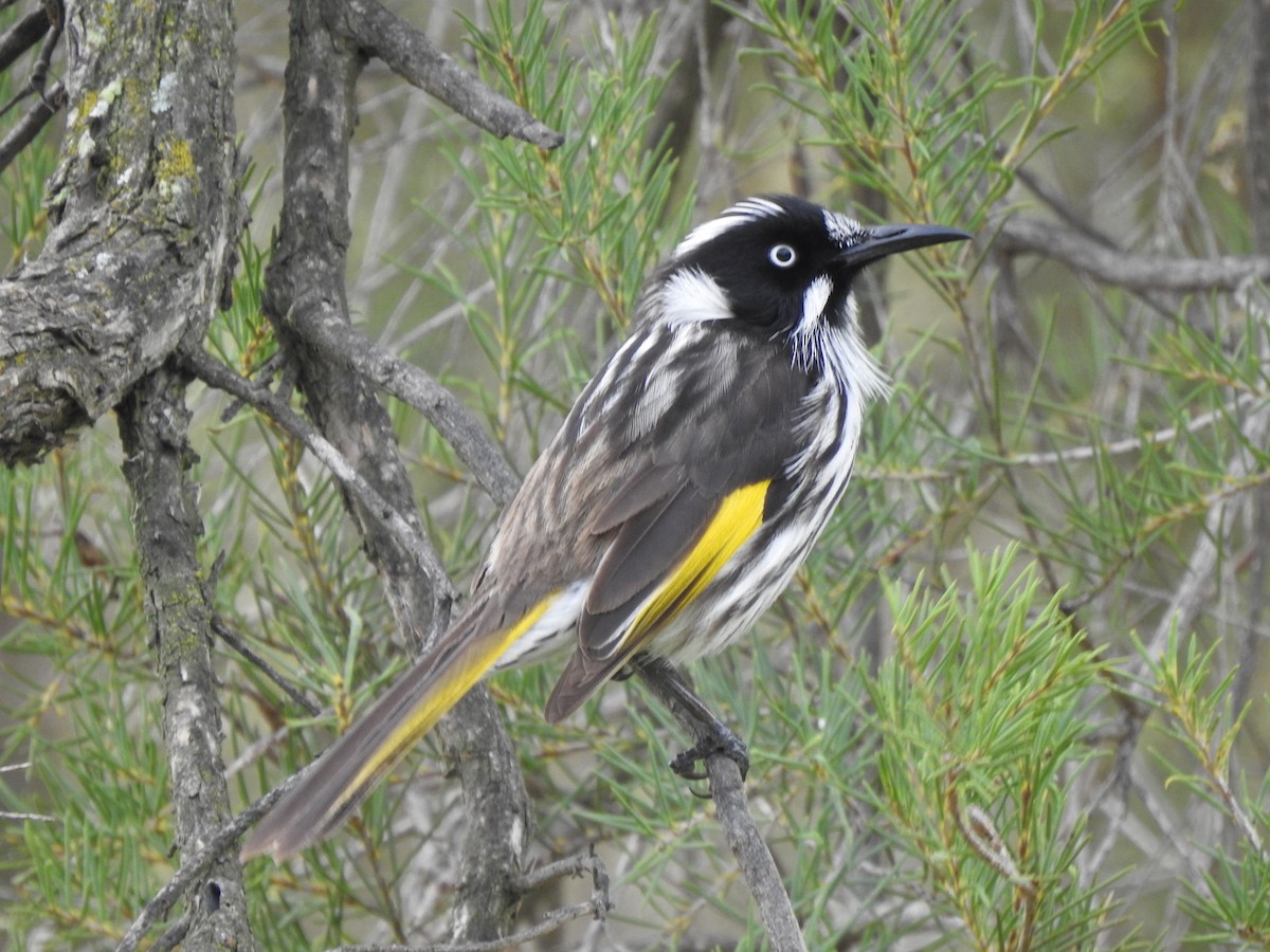 New Holland Honeyeater - ML620438767