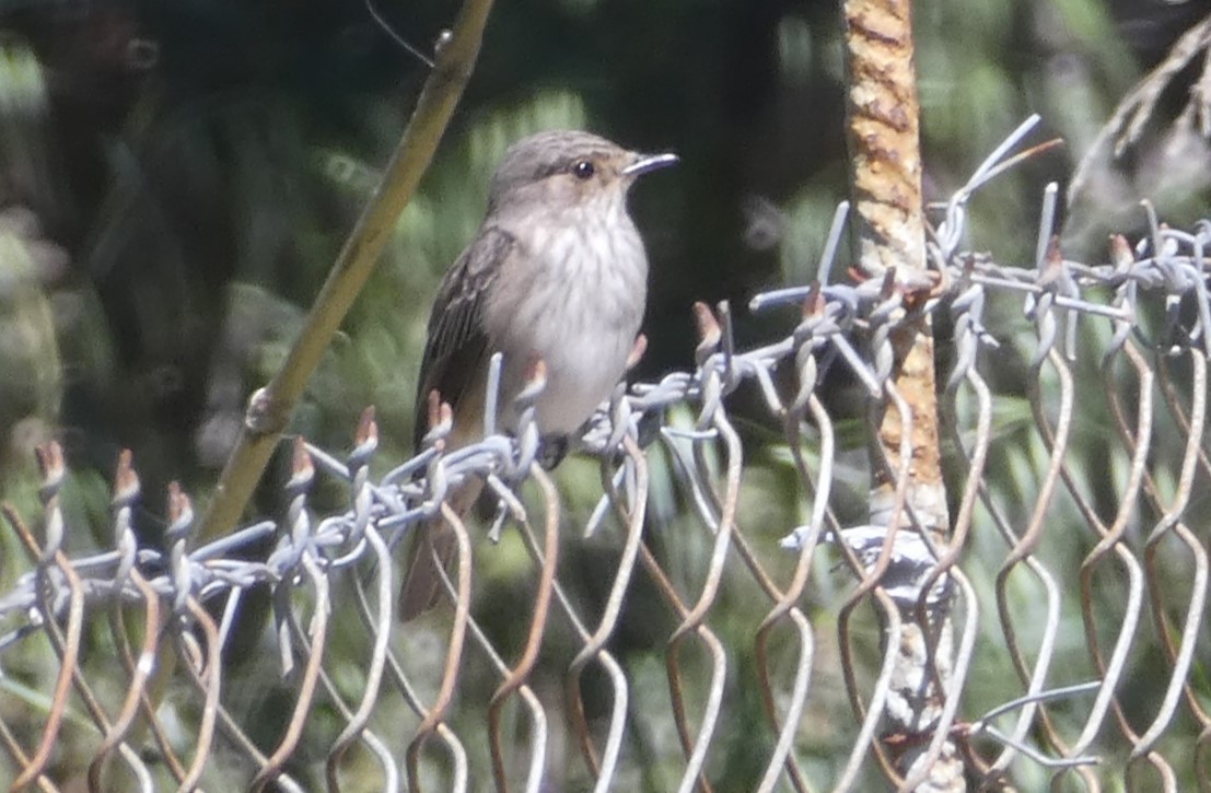 Spotted Flycatcher - ML620438768