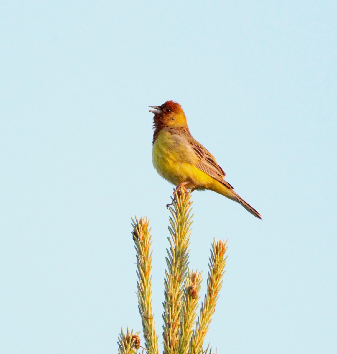 Red-headed Bunting - ML620438770