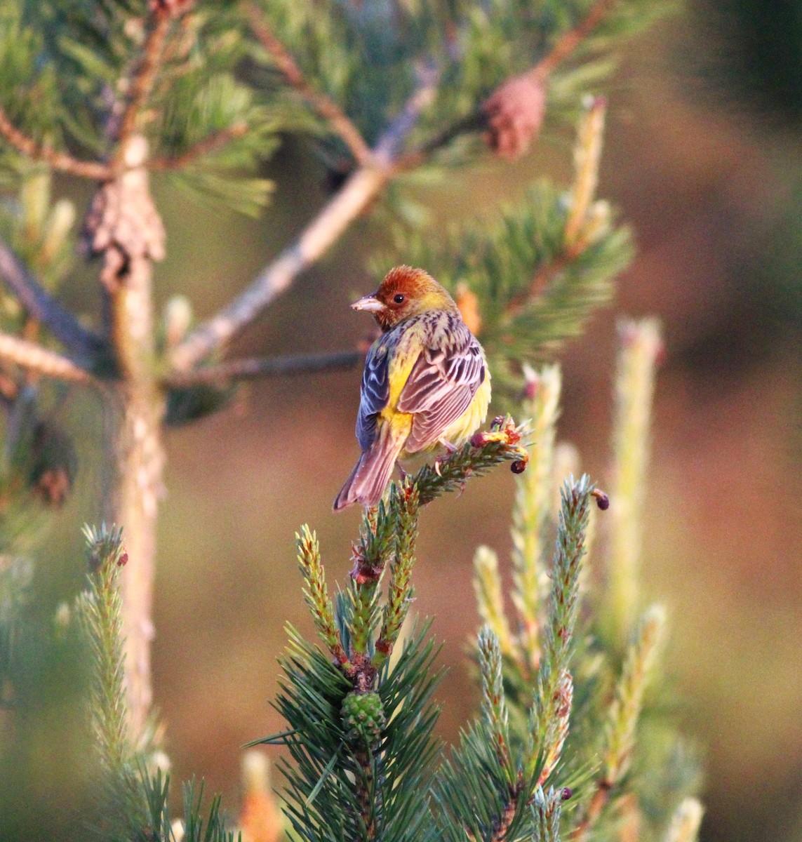 Red-headed Bunting - ML620438771