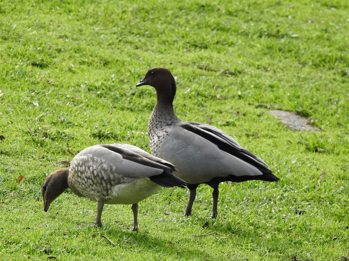 Maned Duck - ML620438775