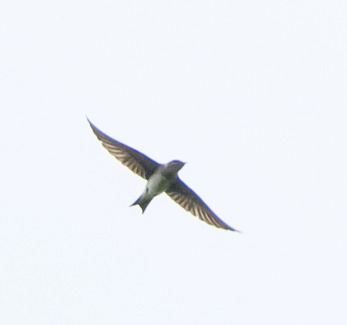 Purple Martin - ML620438779