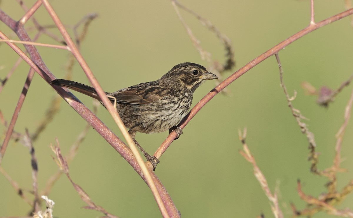 Song Sparrow - ML620438782