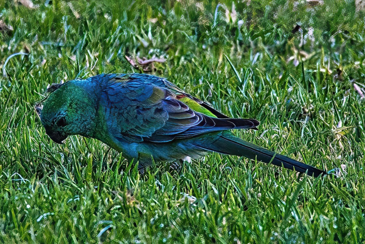 Red-rumped Parrot - ML620438784
