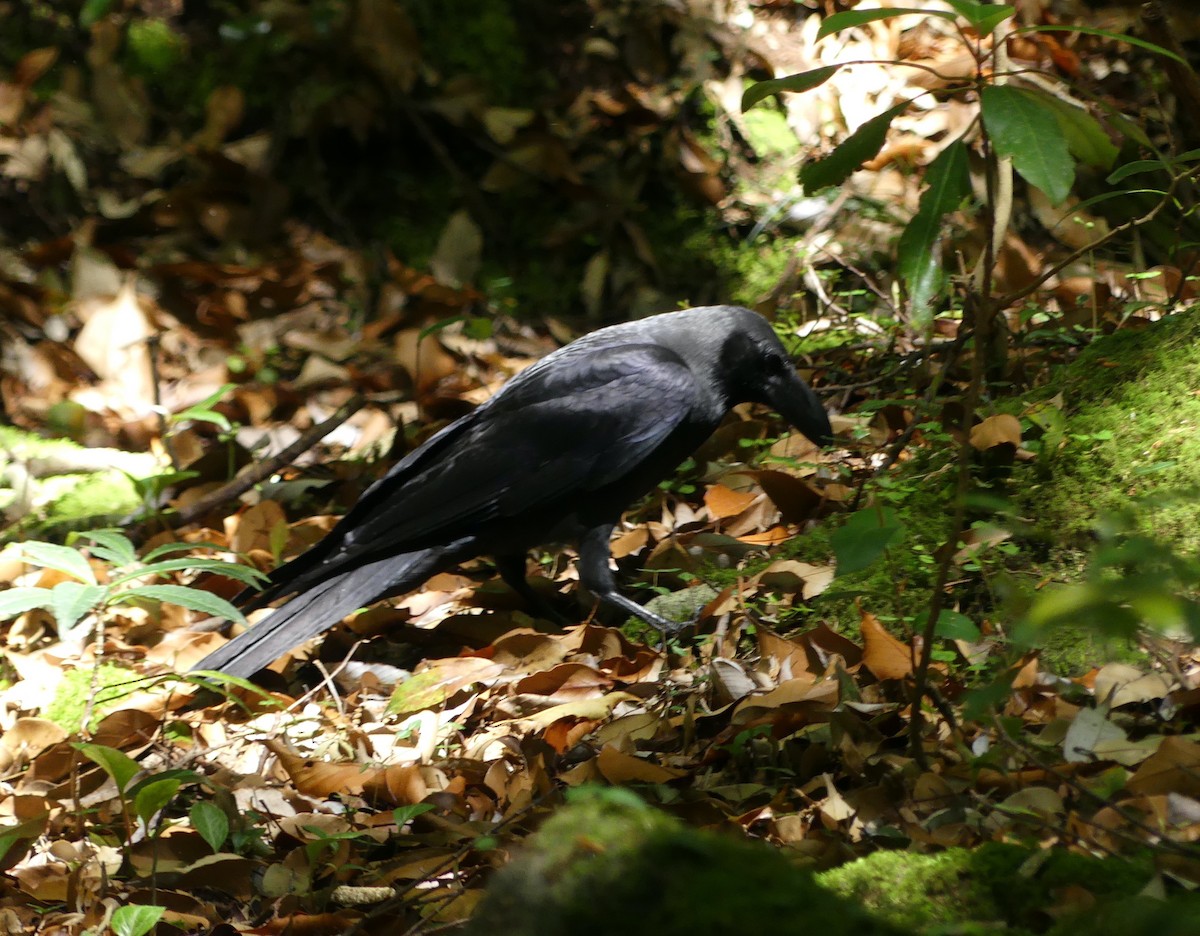 Large-billed Crow - ML620438785
