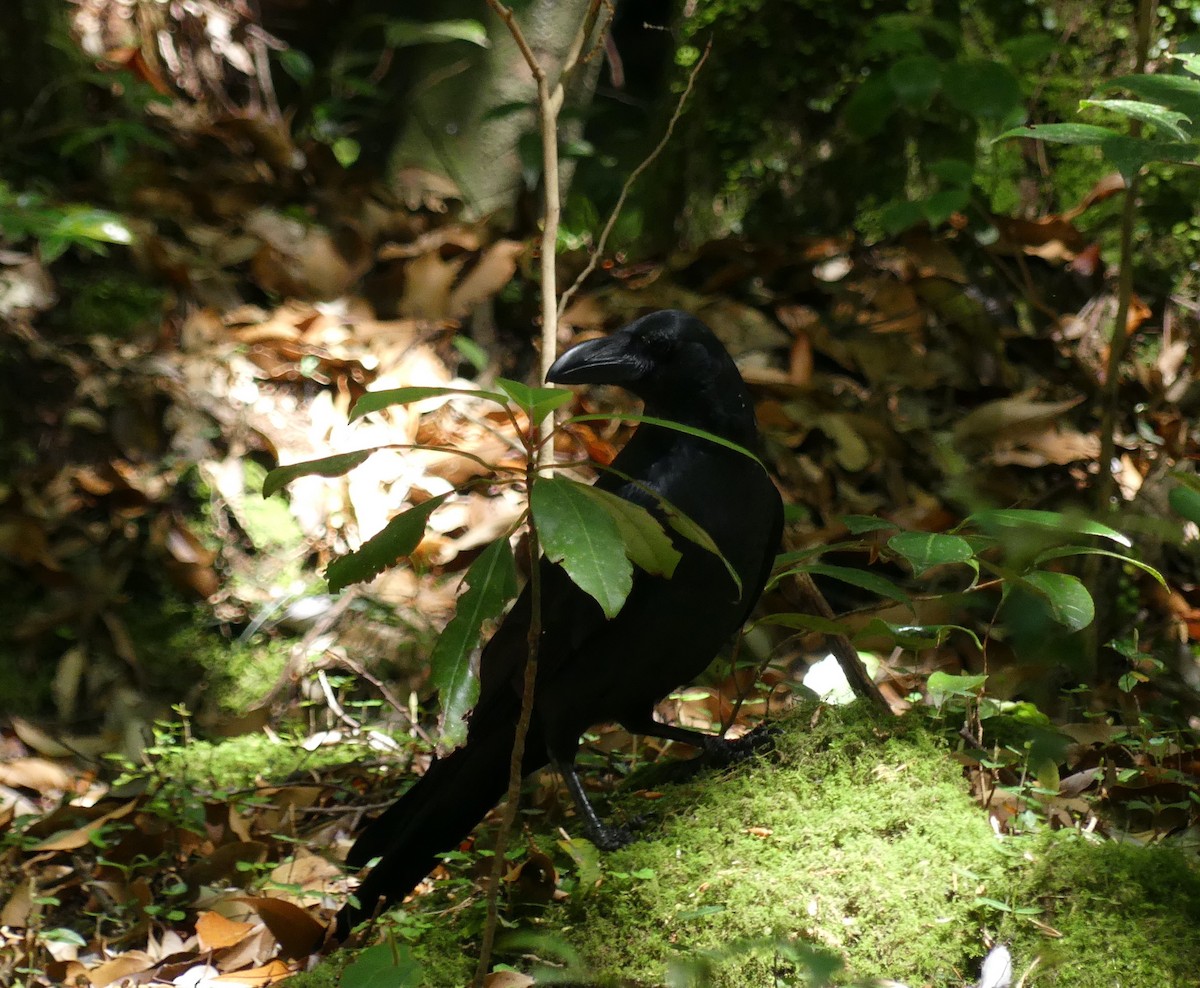 Large-billed Crow - Leslie Hurteau