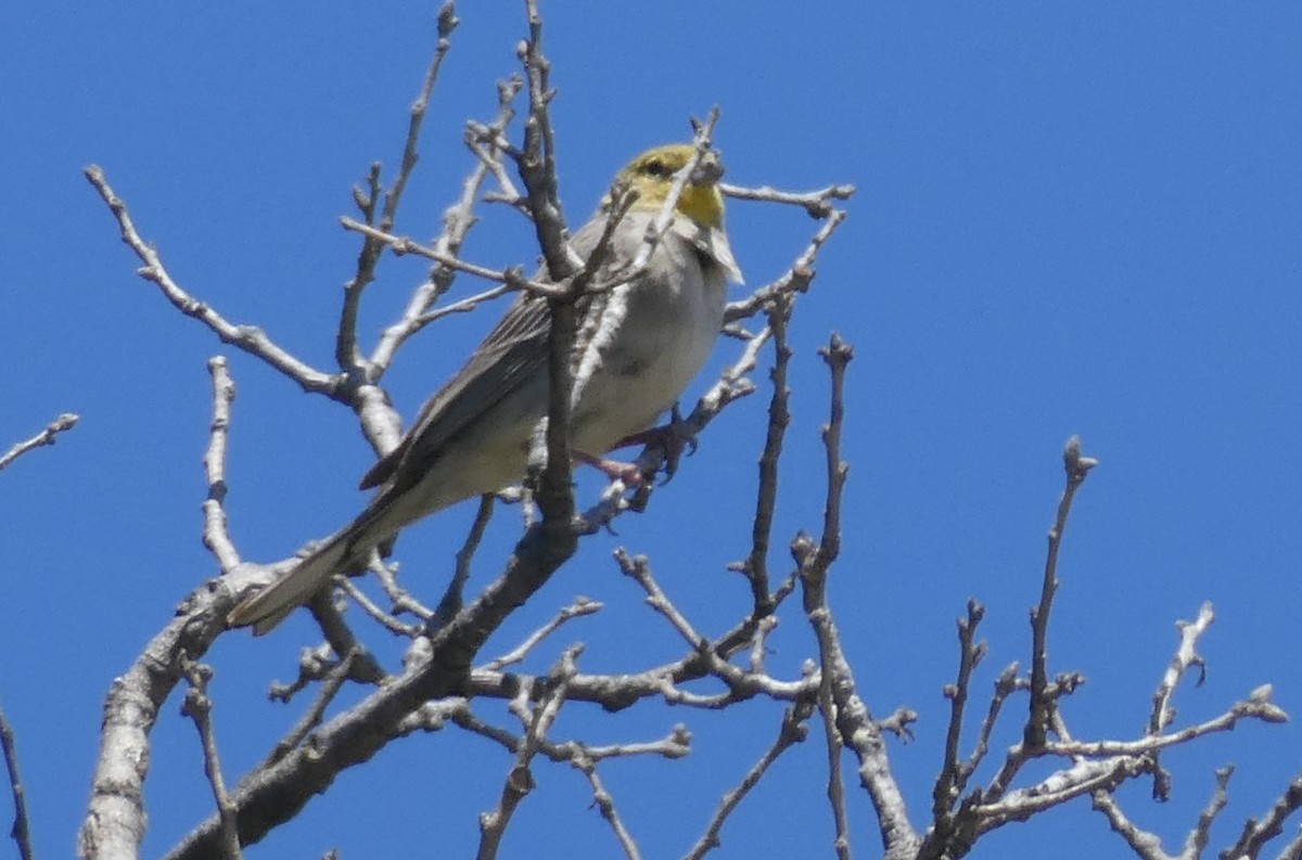 Cinereous Bunting - ML620438788