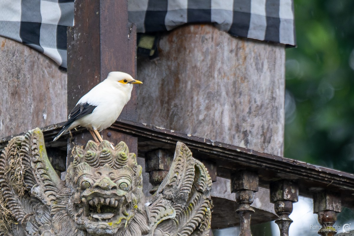 Black-winged Myna - ML620438791