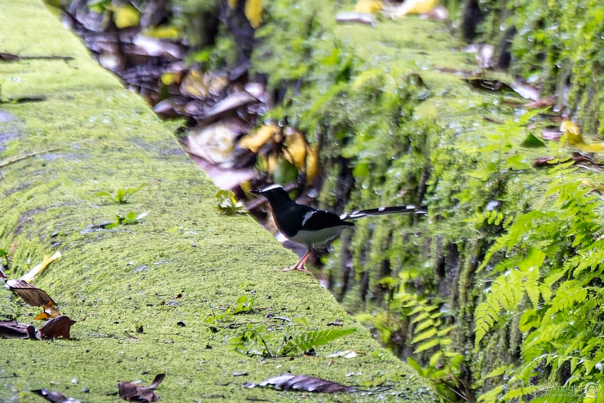 White-crowned Forktail (Javan) - ML620438796