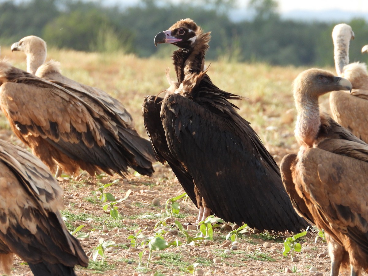 Cinereous Vulture - ML620438797