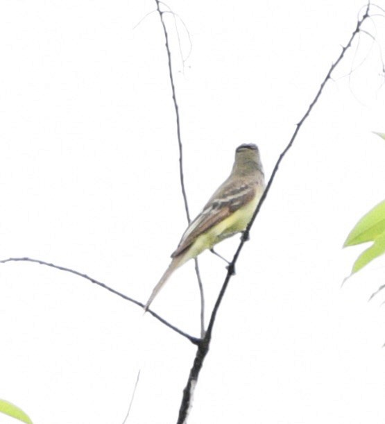 Great Crested Flycatcher - ML620438798